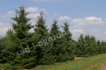 Ель сербская Picea omorica