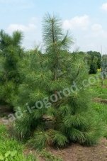 Сосна желтая или орегонская Pinus ponderosa