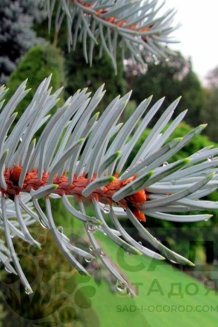 Ель колючая Хупси Picea pungens Hoopsii