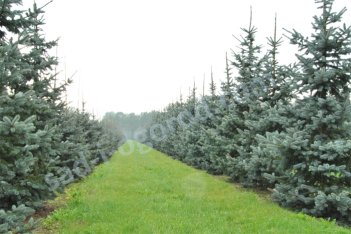 Ель колючая Хупси Picea pungens Hoopsii