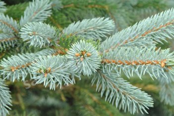 Ель колючая Хупси Picea pungens Hoopsii