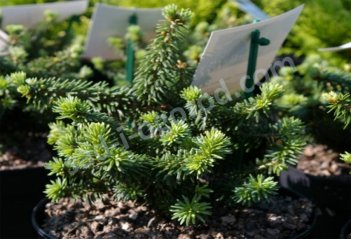 Пихта бальзамическая Пикколо Abies balsamea Piccolo