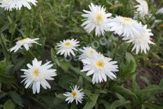 Нивяник Leucanthemum