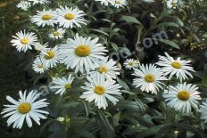 Нивяник Аляска Leucanthemum superbum Alaska