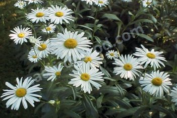 Нивяник Аляска Leucanthemum superbum Alaska
