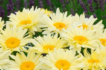 Нивяник великолепный Банана Крим Leucanthemum superbum Banana Cream