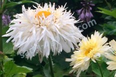 Нивяник Голдрауш Leucanthemum superbum Goldrausch
