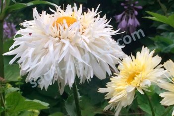 Нивяник Голдрауш Leucanthemum superbum Goldrausch