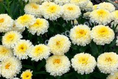 Нивяник альпийский Луна Leucanthemum alpinum Luna