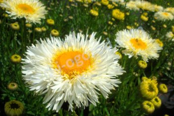 Нивяник Реал Гэлакси Leucanthemum hybrida Real Galaxy