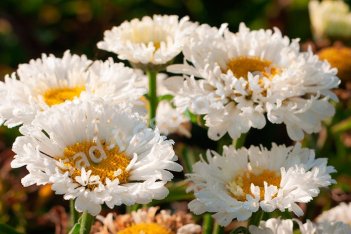 Нивяник Реал Дрим Leucanthemum hybrida Real Dream