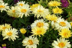 Нивяник Голдфинч Leucanthemum hybrida Goldfinch