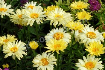 Нивяник Голдфинч Leucanthemum hybrida Goldfinch