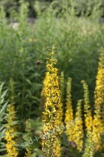 Бузульник Ligularia