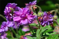 Герань Geranium