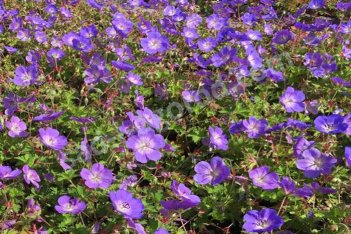Герань гибридная Розанна Geranium hybrida Rosanna