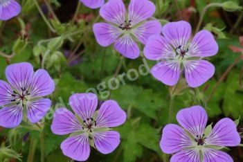 Герань гибридная Свит Хайди Geranium hybrida Sweet Heidy