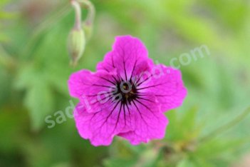 Герань гибридная Рэд Адмирал Geranium hybrida Red Admiral