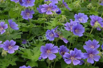 Герань великолепная Geranium hybrida magnificum