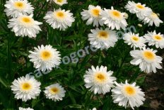Нивяник Санни Сайд Leucanthemum hybrida Sunny Side