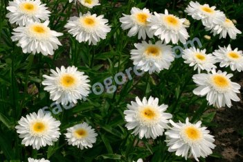 Нивяник Санни Сайд Leucanthemum hybrida Sunny Side