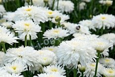 Нивяник Фиона Когхилл Leucanthemum hybrida Fiona Coghill