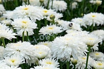 Нивяник Фиона Когхилл Leucanthemum hybrida Fiona Coghill