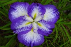 Ирис мечевидный Густо Iris Ensata Gusto
