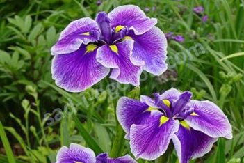 Ирис мечевидный Кристал Хало Iris Ensata Crystal Halo