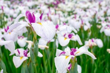 Ирис мечевидный Квин Тиара Iris Ensata Queens Tiara