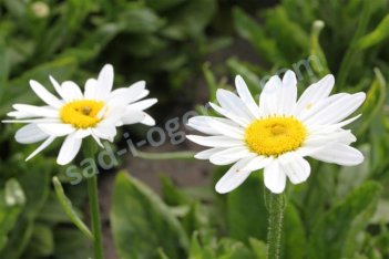 Нивяник гибридный Бекки Leucanthemum hybrida Becky