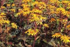 Бузульник гибридный Осирис Фэнтези Ligularia hybrida Osiris Fantasie
