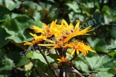 Бузульник зубчатый Отелло Ligularia dentata Otello