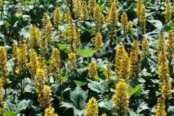 Бузульник узкоголовый Зе Рокет Ligularia stenocephala The Rocket