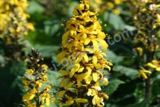 Бузульник узкоголовый Литтл Рокет Ligularia stenocephala The Little Rocket