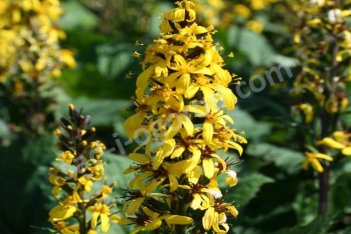 Бузульник узкоголовый Литтл Рокет Ligularia stenocephala The Little Rocket