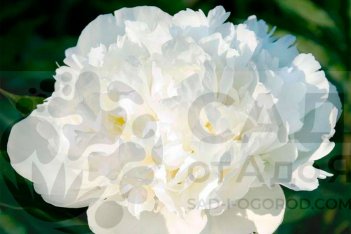 Пион молочноцветковый Дюшес де Немур Paeonia Duchesse de Nemours