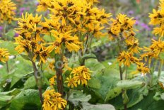 Бузульник Хессей Грегиног Голд Ligularia hessei Gregynog Gold