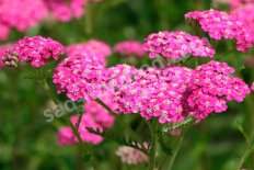 Тысячелистник Achillea