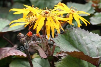Бузульник зубчатый Дездемона Ligularia dentata Desdemona