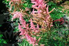 Астильба Арендси Фламинго Astilbe arendsii Flamingo