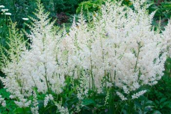 Астильба Арендса Сноудрифт Astilbe arendsii Snowdrift