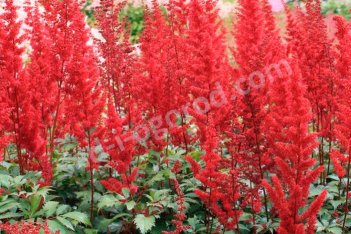 Астильба Арендса Аугустлёйхтен Astilbe arendsii Augustleuchten