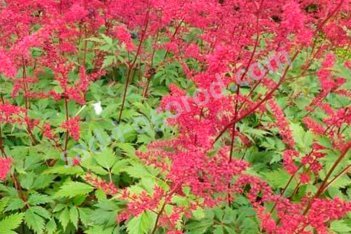 Астильба Арендса Спинелл Astilbe arendsii Spinell