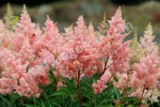 Астильба Арендса Сестра Тереза Astilbe arendsii Sister Theresa