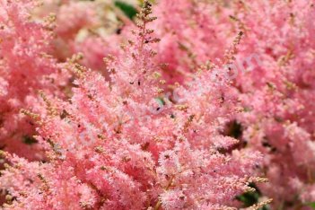 Астильба Арендса Сестра Тереза Astilbe arendsii Sister Theresa