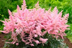 Астильба гибридная Кантри энд Вестерн Astilbe hybrida Country and Western