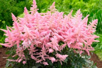 Астильба гибридная Кантри энд Вестерн Astilbe hybrida Country and Western