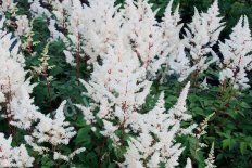 Астильба гибридная Рок энд Ролл Astilbe hybrida Rock and Roll