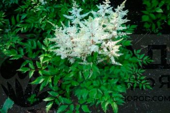Астильба гибридная Рок энд Ролл Astilbe hybrida Rock and Roll